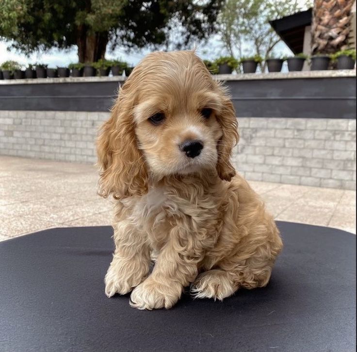 cocker-spaniel