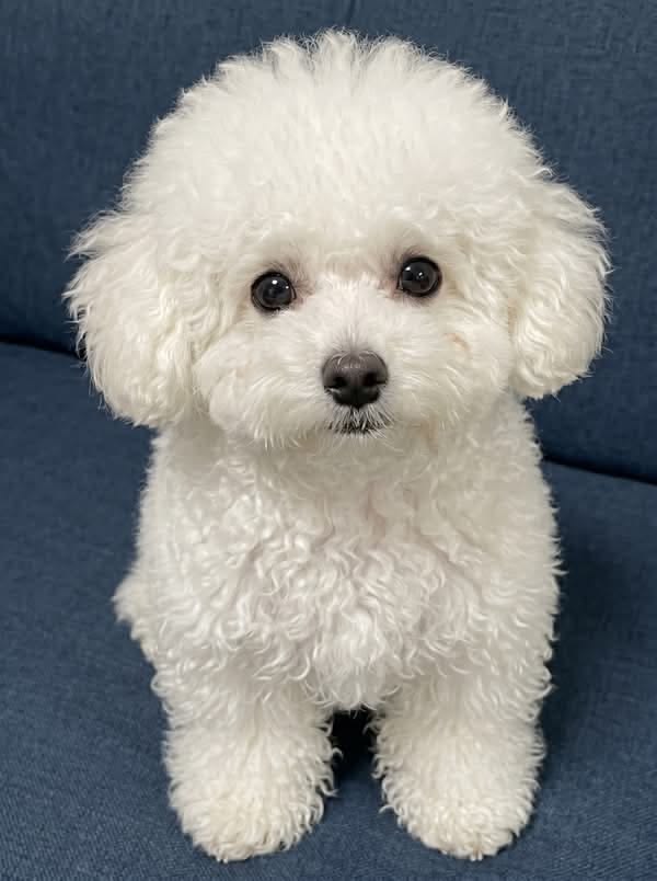 poodle