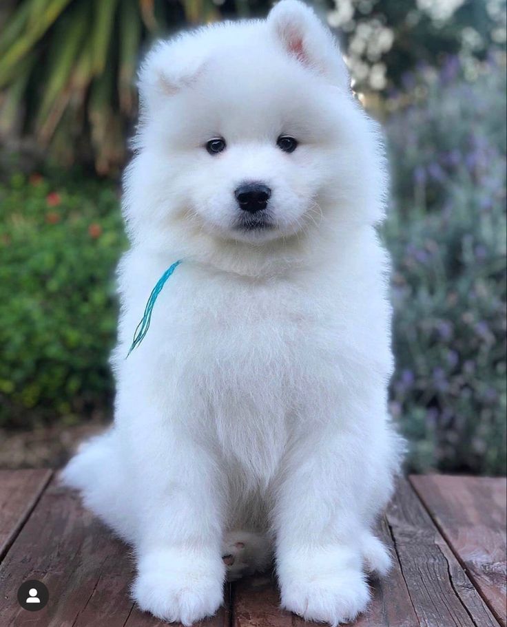 samoyedo