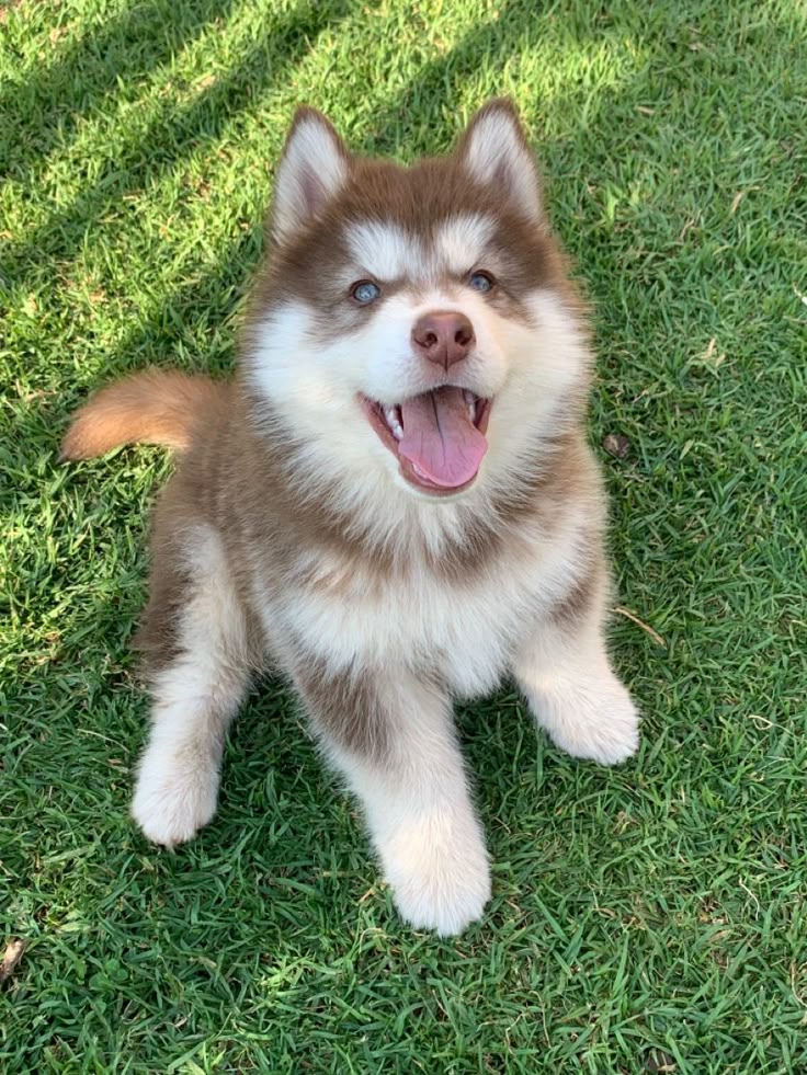 husky-siberiano