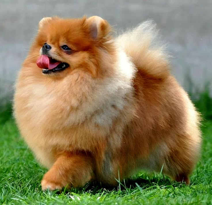 pomerania